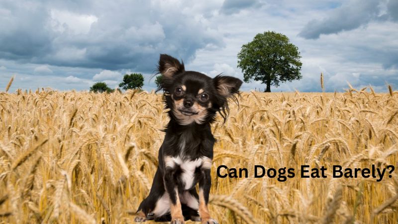 Can Dogs Eat Barely?How to Feed Your Dog Barley