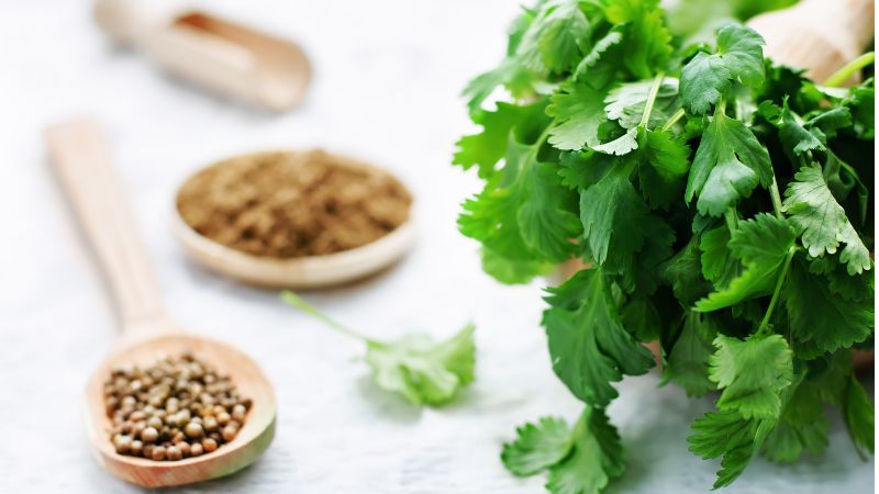 Can Dogs Eat Coriander 