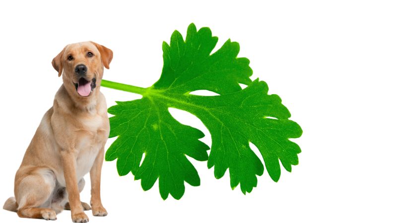 Can Dogs Eat Coriander 