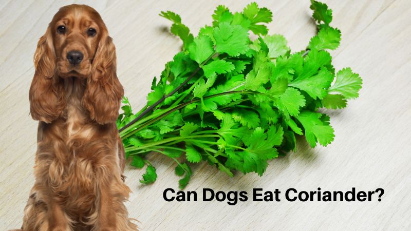 Can Dogs Eat Coriander?