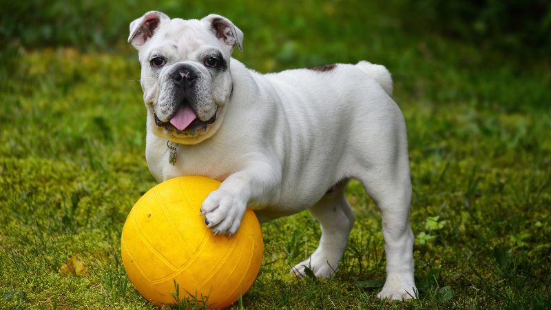 Can Dogs Eat Corn Chips