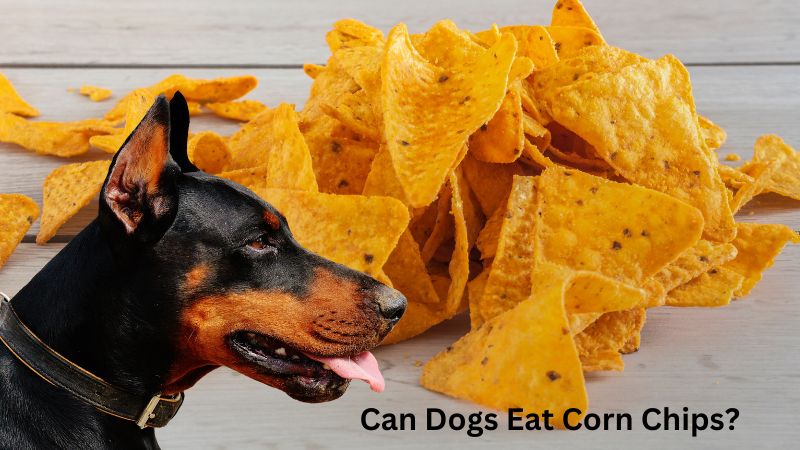 Can Dogs Eat Corn Chips?