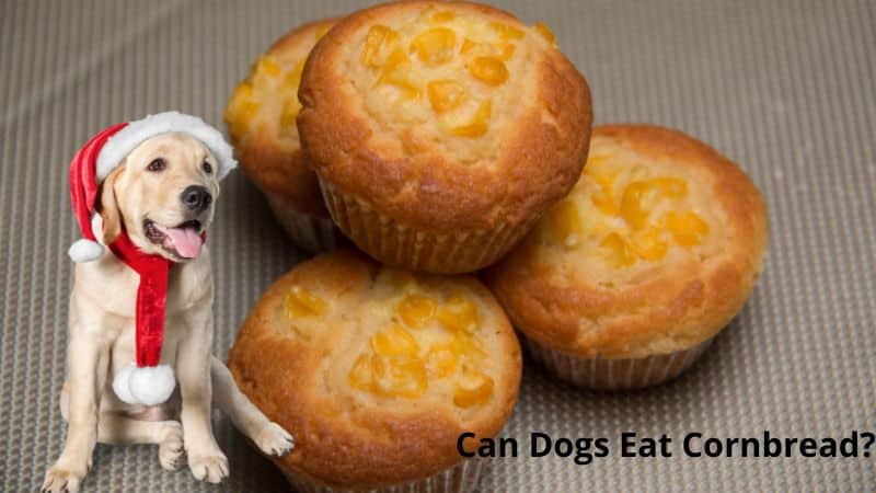 Can Dogs Eat Cornbread?