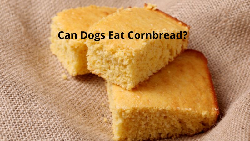 Can Dogs Eat Cornbread