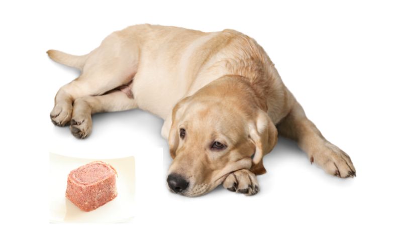 Can Dogs Eat Corned Beef 