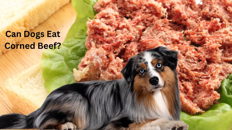 Can Dogs Eat Corned Beef