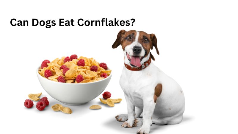 Can Dogs Eat Cornflakes?What You Need to Know!