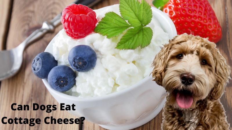 Can Dogs Eat Cottage Cheese?