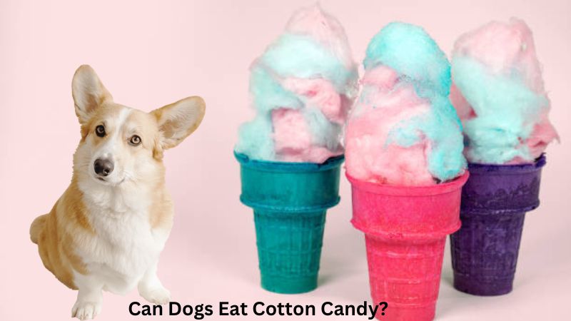 Can Dogs Eat Cotton Candy?