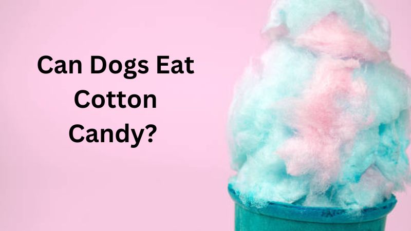 Can Dogs Eat Cotton Candy 