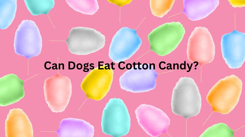 Can Dogs Eat Cotton Candy 