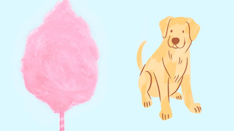 Can Dogs Eat Cotton Candy 