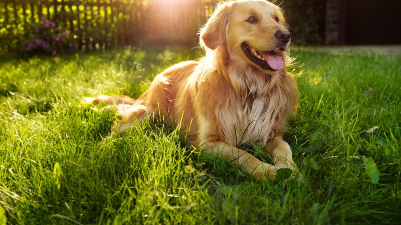 Can Dogs Eat Couscous