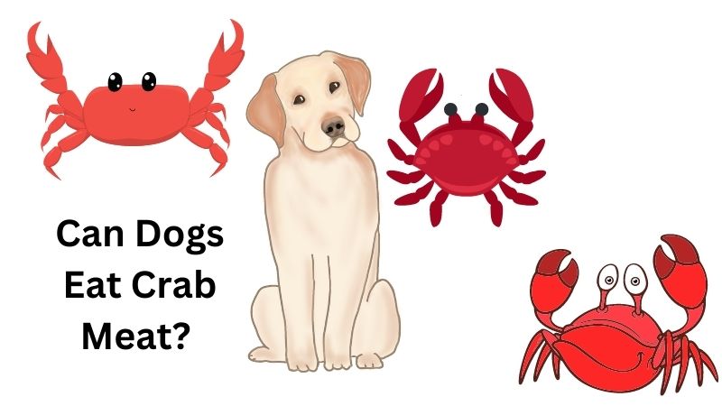 Can Dogs Eat Crab Meat