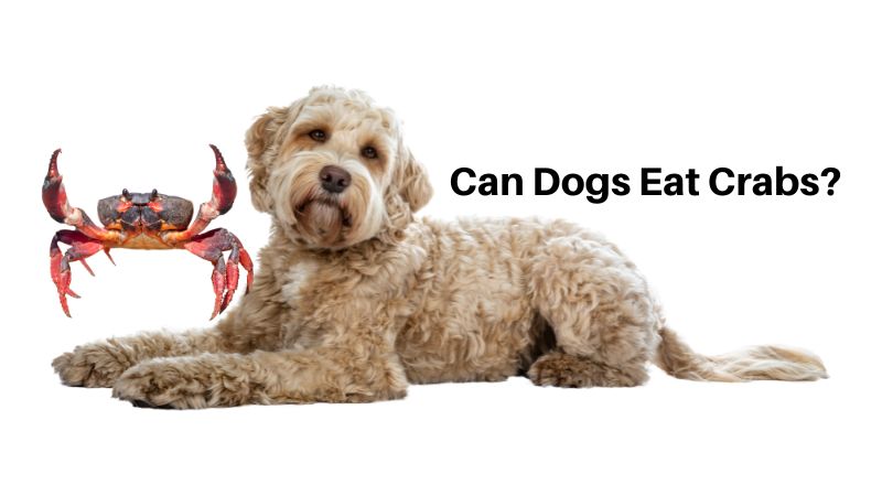 Can Dogs Eat Crabs 