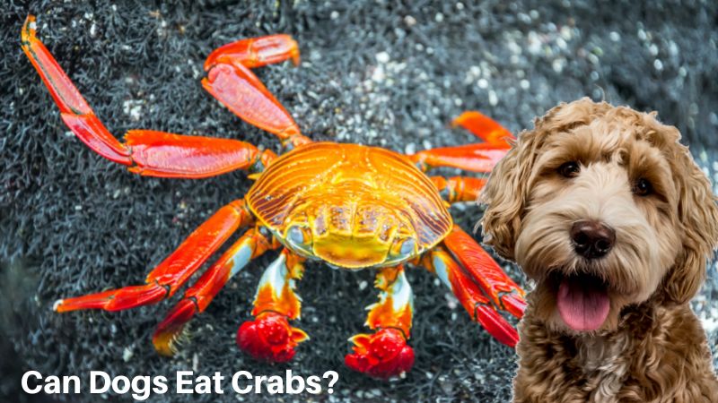 Can Dogs Eat Crabs?The Surprising Risks