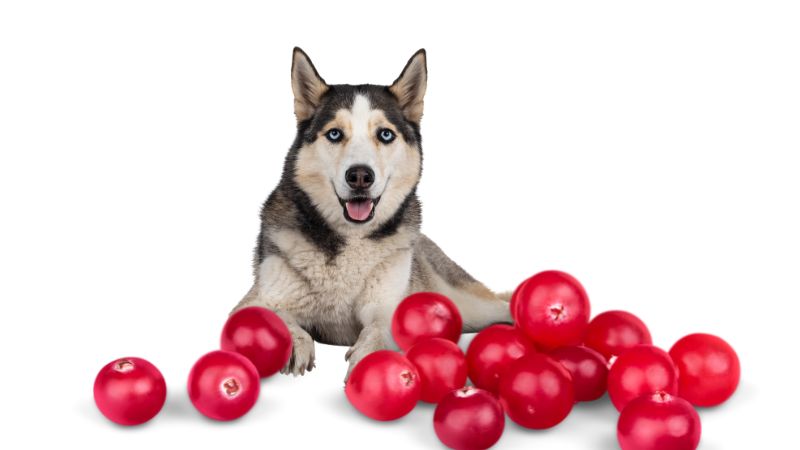 Can Dogs Eat Cranberries