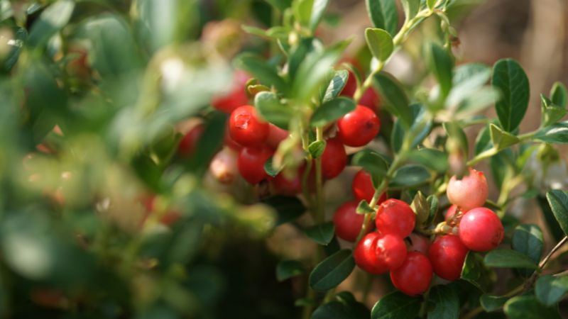 Can Dogs Eat Cranberries 