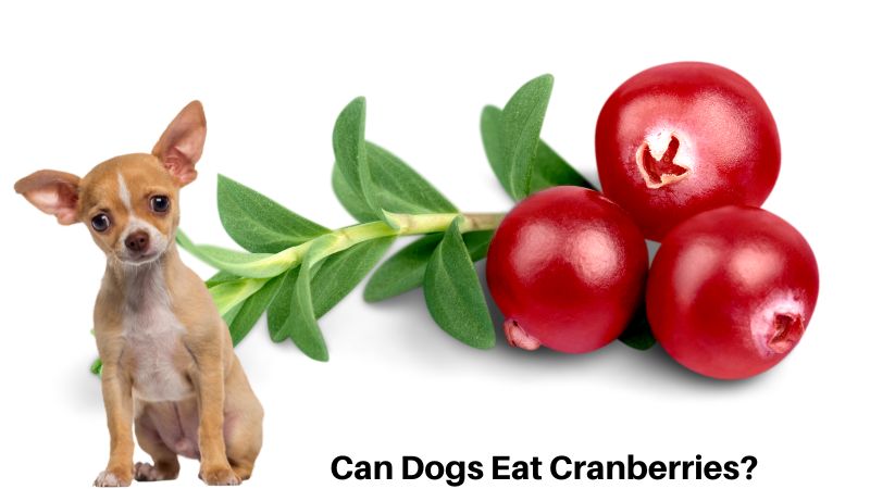 Can Dogs Eat Cranberries?Benefits, Risks, & Advice