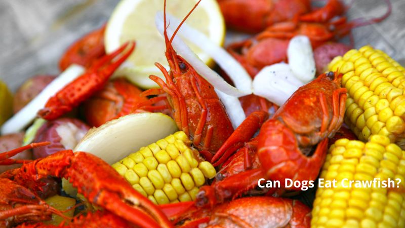 Can Dogs Eat Crawfish 