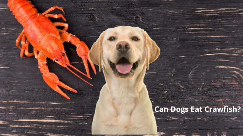 Can Dogs Eat Crawfish