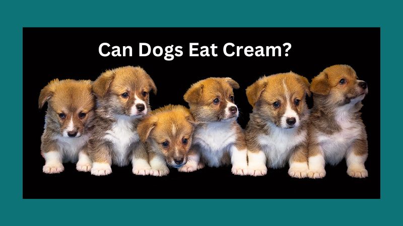 Can Dogs Eat Cream?