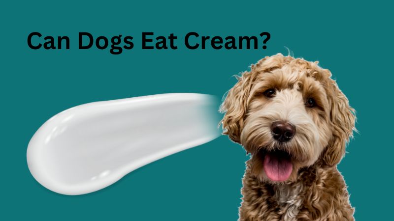 Can Dogs Eat Cream?Here’s What the Experts Say