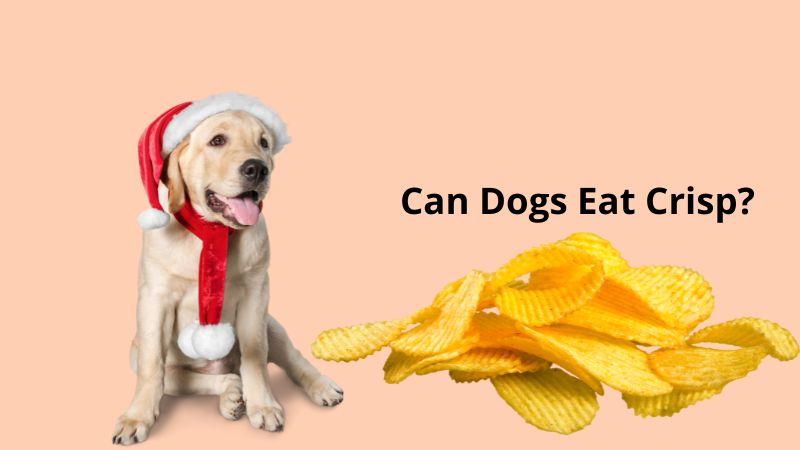Can Dogs Eat Crisp?