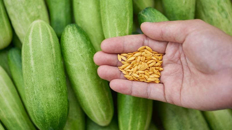 Can Dogs Eat Cucumber Seeds