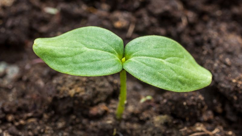 Can Dogs Eat Cucumber Seeds