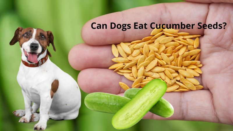 Can Dogs Eat Cucumber Seeds?