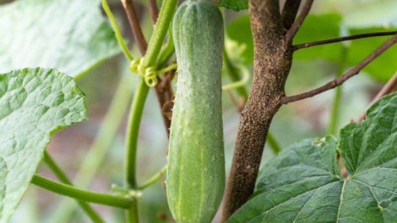 Can Dogs Eat Cucumbers