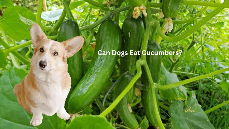 Can Dogs Eat Cucumbers?