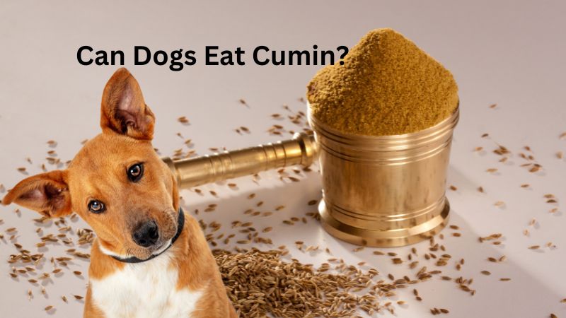 Can Dogs Eat Cumin?