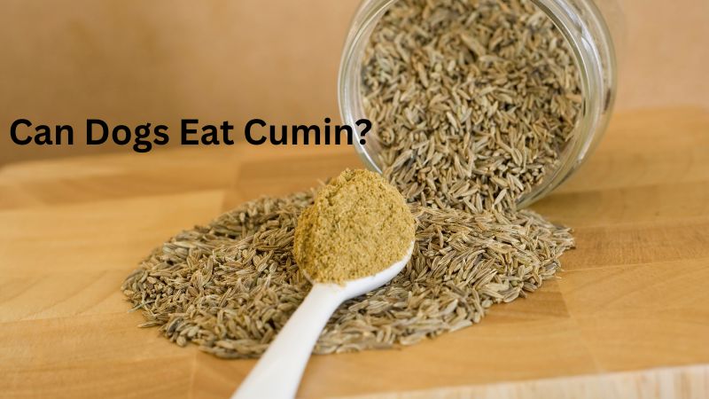 Can Dogs Eat Cumin