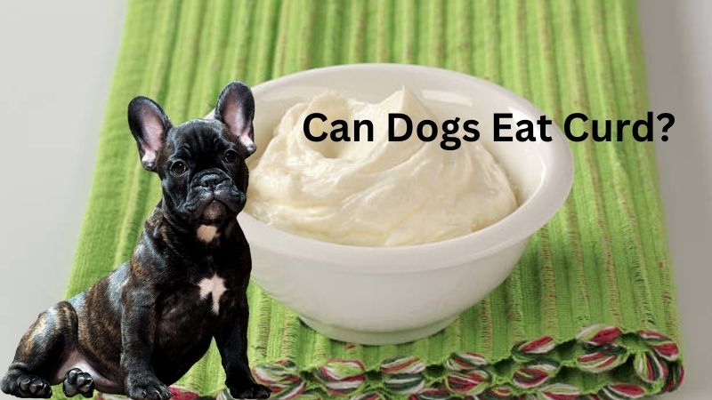 Can Dogs Eat Curd?