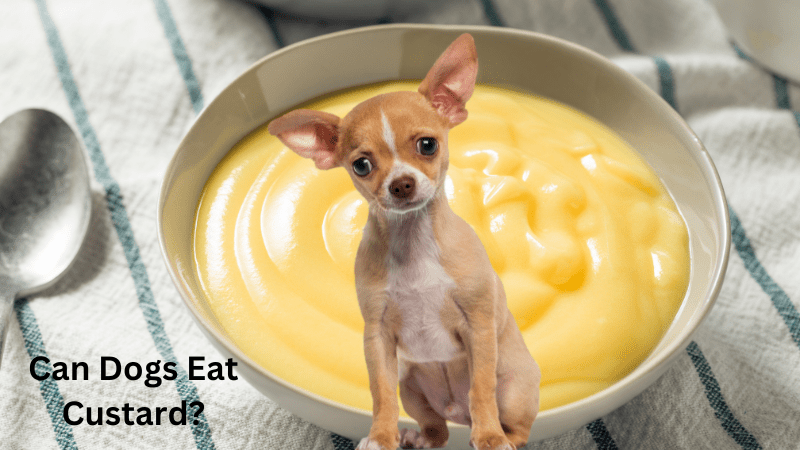 Can Dogs Eat Custard?Here’s What the Experts Say