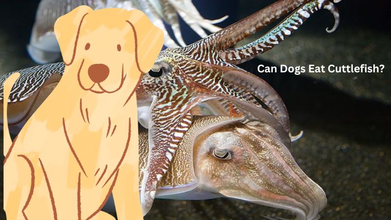 Can Dogs Eat Cuttlefish?