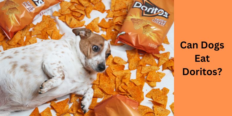 Can dogs eat Doritos?