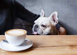 Can dogs drink coffee?