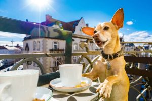 Can dogs drink coffee?
