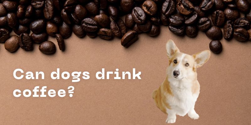 Can dogs drink coffee?Health Risks of Coffee for Dogs