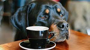 Can dogs drink coffee?
