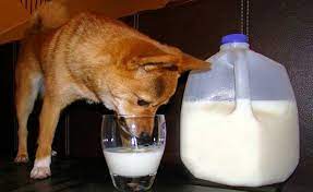 Can dogs drink condensed milk?