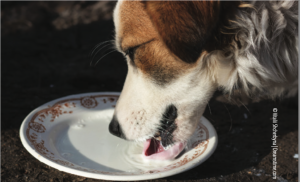 Can dogs drink condensed milk?
