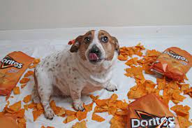 Can dogs eat Doritos?