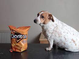 Can dogs eat Doritos?