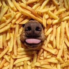 Can dogs eat chips?