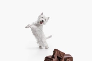 Can dogs eat chocolate?