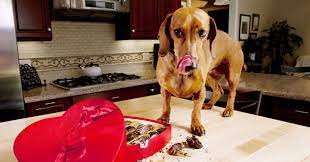 Can dogs eat chocolate?